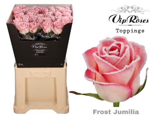 Rosa grootbloemig kleurbehandeld H%