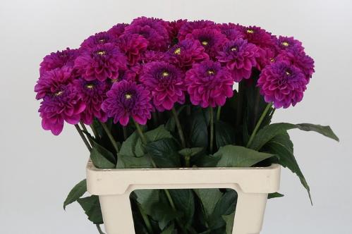 Dahlia Ball Grp 'Purple Fox'