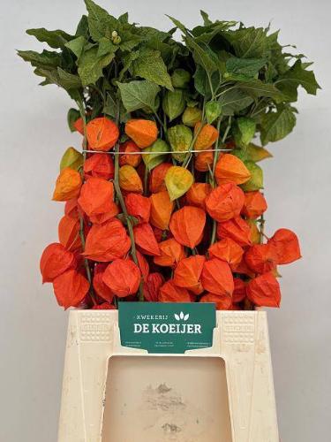 Physalis alkekengi lampion (tak)