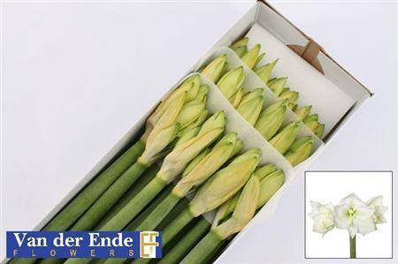 Hippeastrum Galaxy Grp 'Mont Blanc'