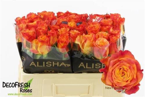 Rosa grootbloemig New Horizon