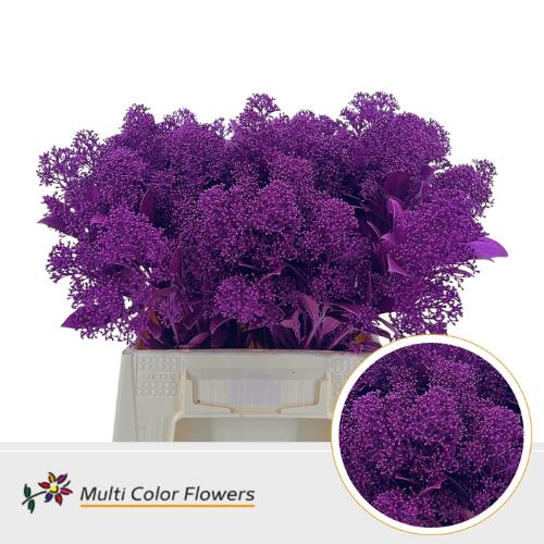 Skimmia per bos overig kleurbehandeld H%