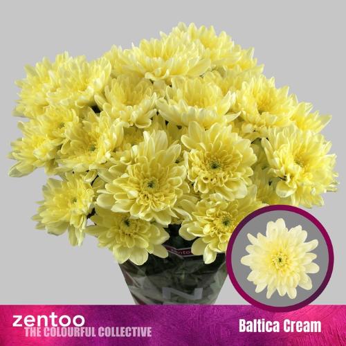 Chrysanthemum Indicum Grp tros Baltica Cream