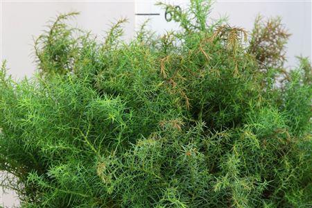 Cryptomeria japonica 'Elegans' per bos