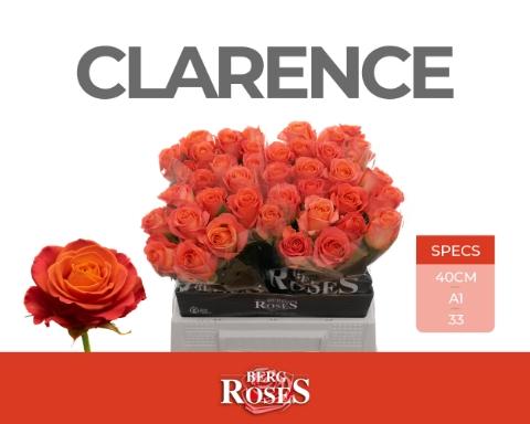 Rosa grootbloemig Clarence+