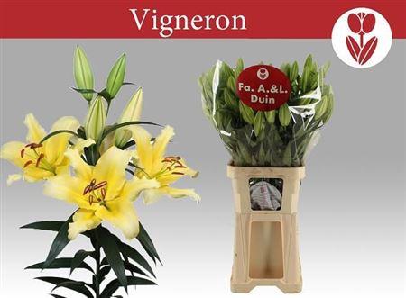 Lilium (OT-hybrids Grp) 'Vigneron'