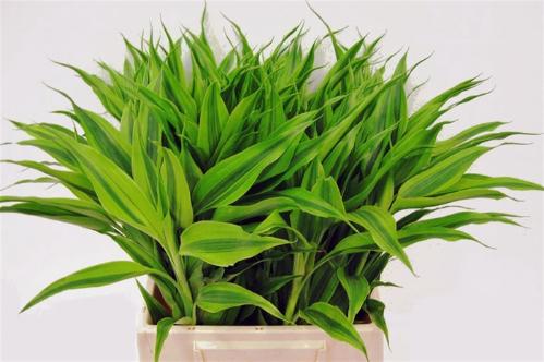 Dracaena sanderiana