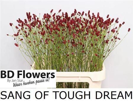 Sanguisorba officinalis 'Tough Dream'