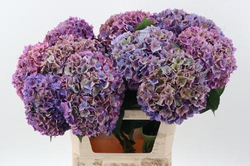 Hydrangea macrophylla 'Rodeo' (classic)