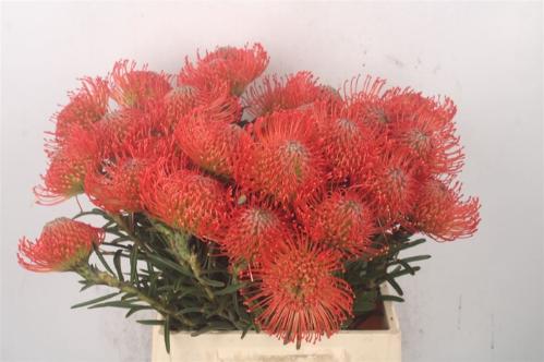 Leucospermum cordifolium 'Succession'
