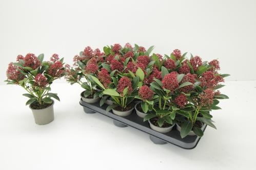 Skimmia japonica 'Rubella'