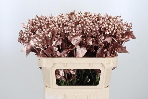 Hypericum overig kleurbehandeld H%