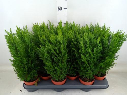 Chamaecyparis lawsoniana 'Ellwoodii'