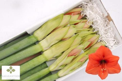 Hippeastrum Galaxy Grp 'Desire'