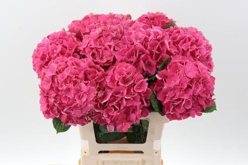 Hydrangea macrophylla Glowing Alps
