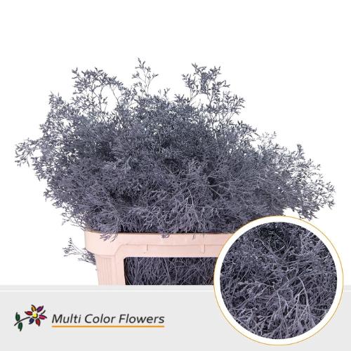 Limonium overig kleurbehandeld H%