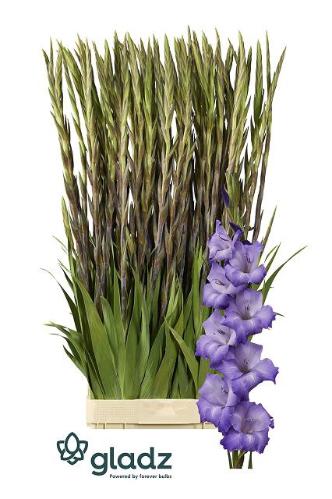Gladiolus (Large-flowered Grp) 'Performer'