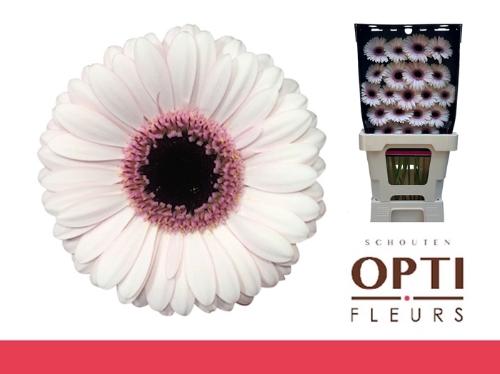 Gerbera mini Abby Lou