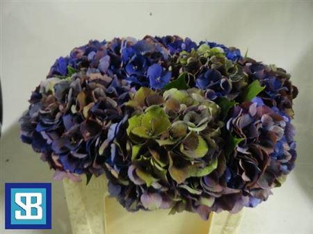 Hydrangea macrophylla Royal King (classic)