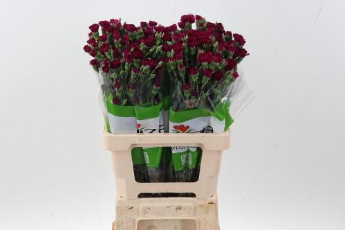 Dianthus tros overig