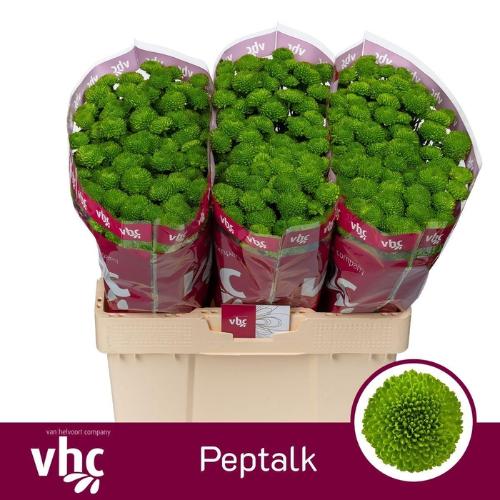 Chrysanthemum (Indicum Grp) tros santini AAA Peptalk