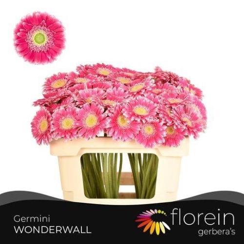 Gerbera mini Wonderwall