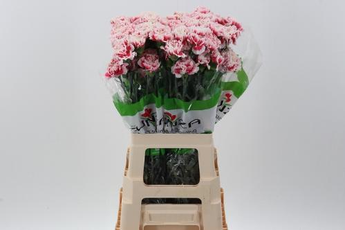 Dianthus standaard overig