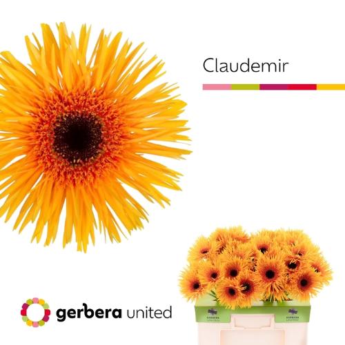 Gerbera grootbloemig Claudemir