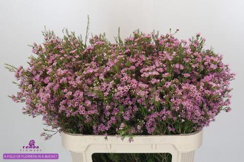 Chamelaucium uncinatum 'Wendy Rose'