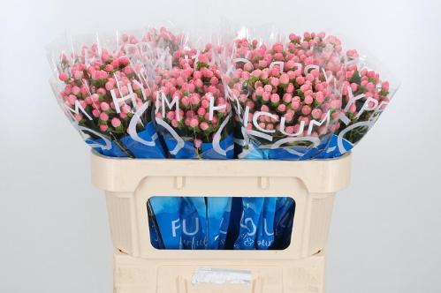 Hypericum Coco Casino