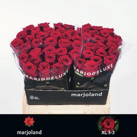 Rosa grootbloemig Red Naomi!