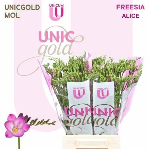 Freesia enkelbloemig overig