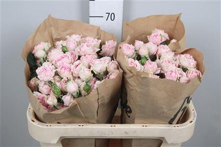 Rosa tros Candy Flow