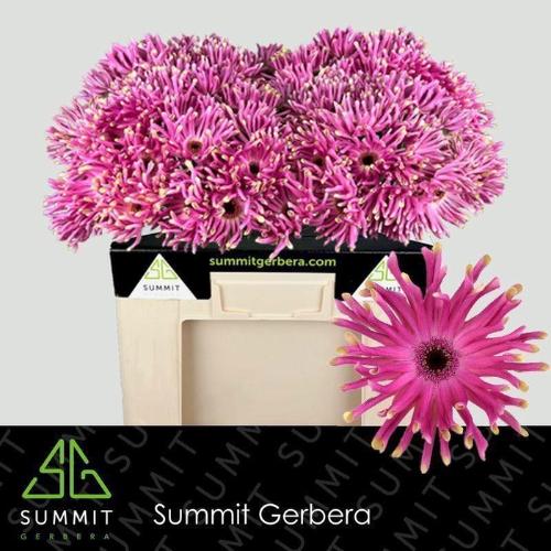Gerbera grootbloemig krulvormig Pastini Vittoria