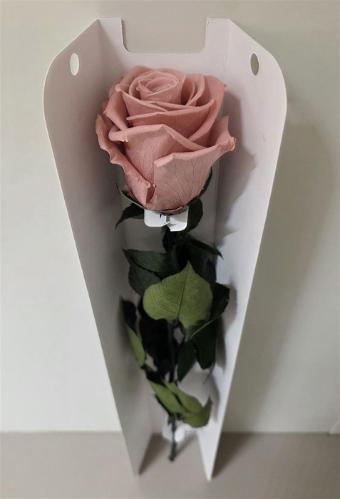 Rosa grootbloemig kleurbehandeld H%