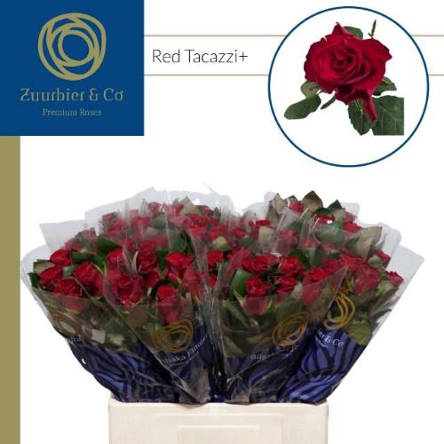 Rosa grootbloemig Red Tacazzi+