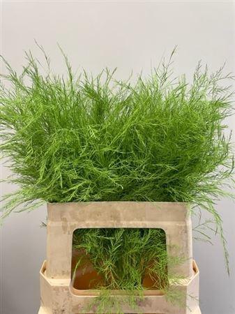 Decoratiegroen kleurbehandeld per bos H%