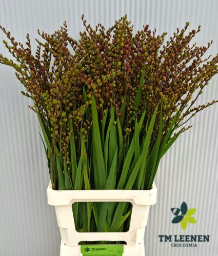 Crocosmia x crocosmiiflora met bes Bes van Fire King