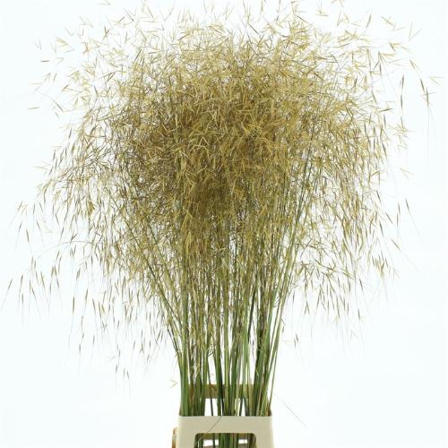 Stipa gigantea