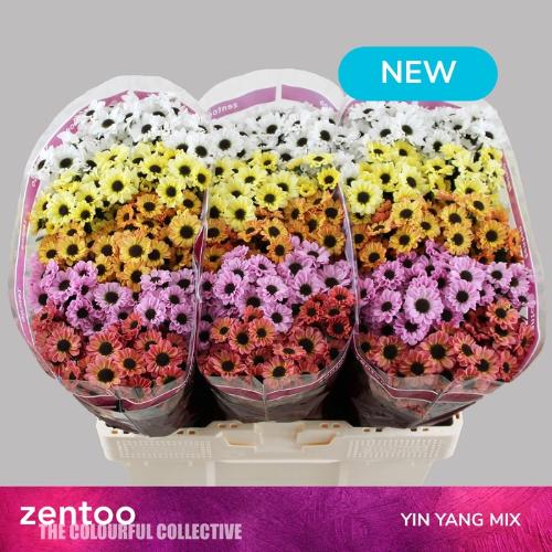 Chrysanthemum Indicum Grp tros santini gemengd
