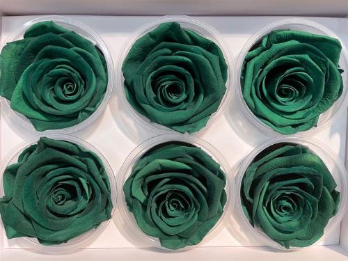 Rosa grootbloemig kleurbehandeld H%