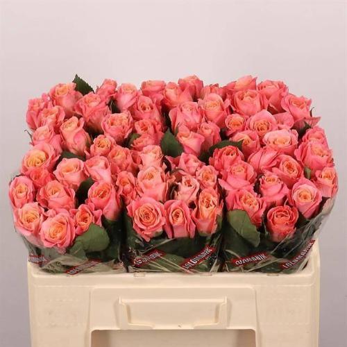 Rosa grootbloemig Miss Piggy+