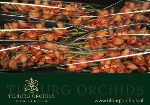 Cymbidium grootbloemig per tak 'Oranje Holland'