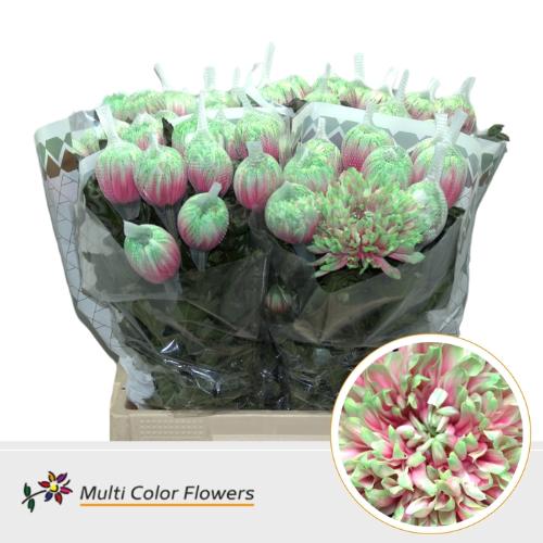 Chrysanthemum (Indicum Grp) geplozen Antonov kleurbehandeld H%