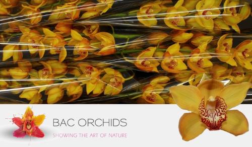 Cymbidium grootbloemig per tak Yellow River 'Esther'