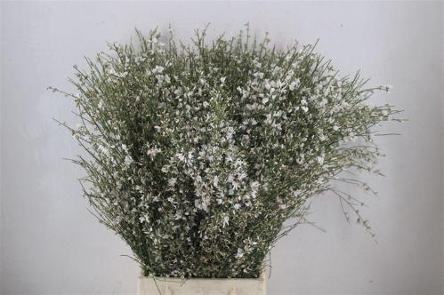 Genista overig wit per bos