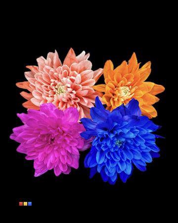 Chrysanthemum Indicum Grp tros kas kleurbehandeld H%