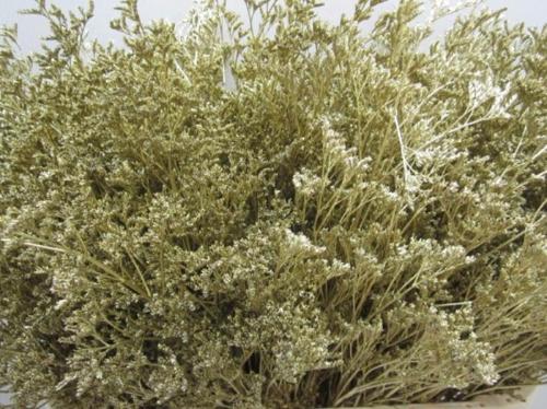 Limonium overig kleurbehandeld H%