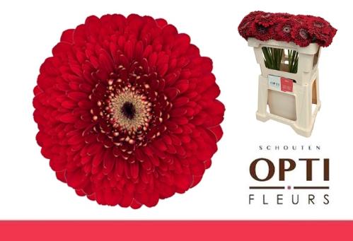 Gerbera mini bolvormig Pomponi Floyd