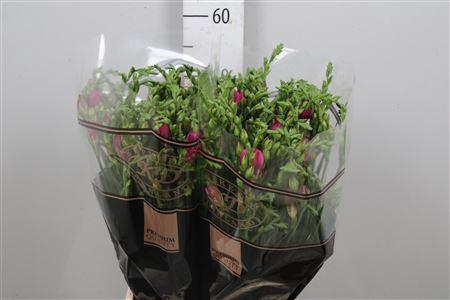 Freesia dubbelbloemig Cherise